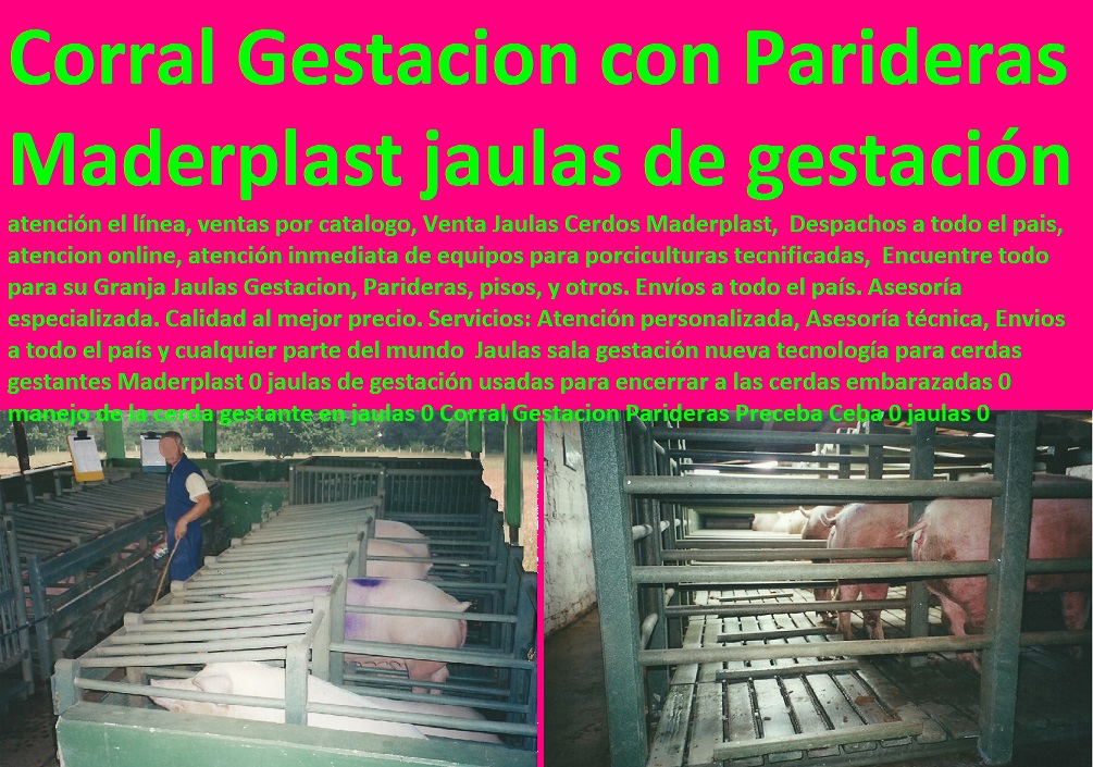 Jaulas sala gestación nueva tecnología para cerdas gestantes Maderplast 0 jaulas de gestación usadas para encerrar a las cerdas embarazadas 0 manejo de la cerda gestante en jaulas 0 Corral Gestacion Parideras lechonera, destete, jaula pre ceba porcinos, corraleja, ceba, engorde cerdos, porqueriza cría de lechones, pisos jaulas comederos, porcicultura jaulas, corrales, parideras, porcinas corral, gestación cerdas, parto cerda, Preceba Ceba 0 jaulas 0 Jaulas sala gestación nueva tecnología para cerdas gestantes Maderplast 0 jaulas de gestación usadas para encerrar a las cerdas embarazadas 0 manejo de la cerda gestante en jaulas 0 Corral Gestacion Parideras Preceba Ceba 0 jaulas 0